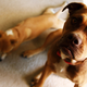 Illustration for article titled Shooting Challenge Pets Gallery 2